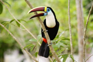 White-throated Toucan