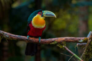 Red-breasted Toucan