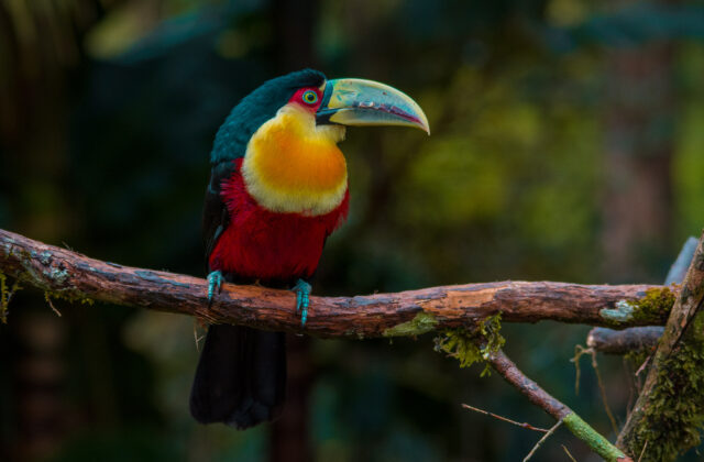 Red-breasted Toucan