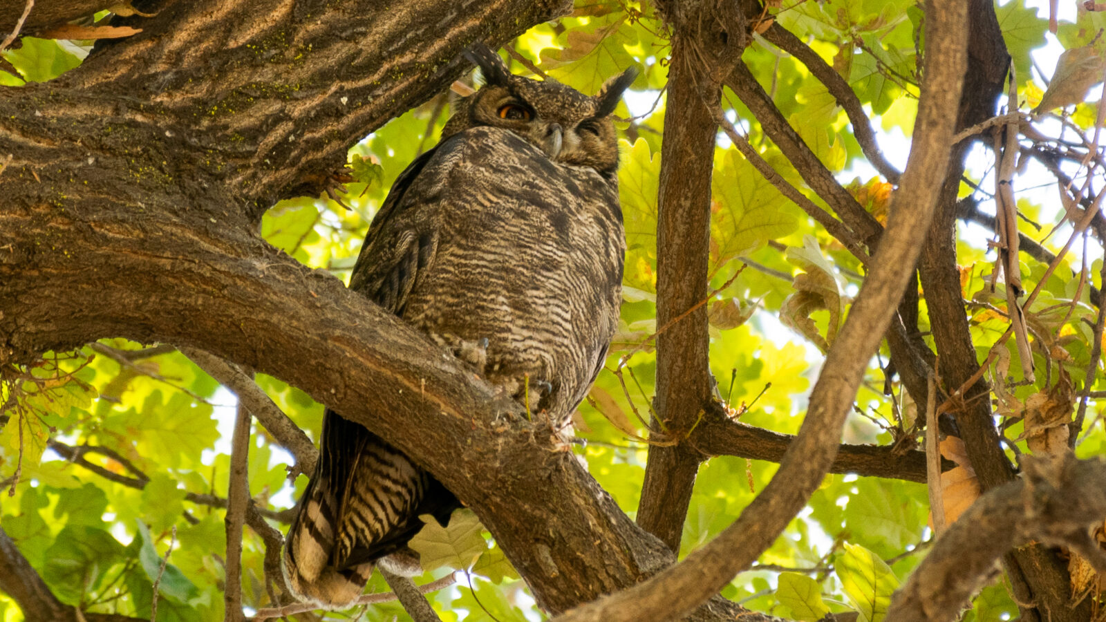 Lesser Horned Owl