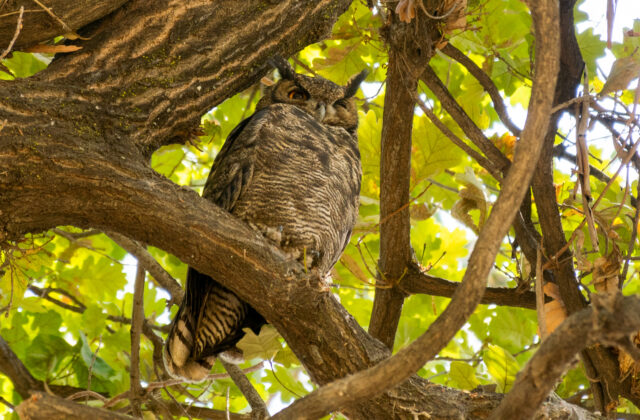 Lesser Horned Owl