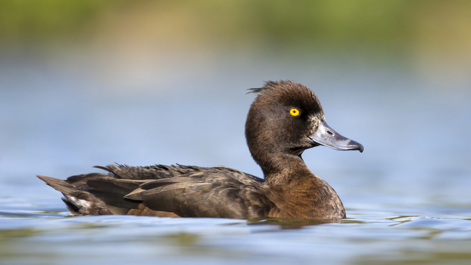 Tufted Duck