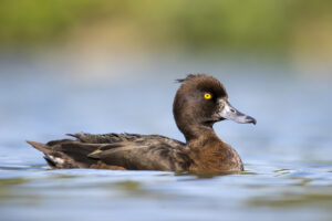 Tufted Duck