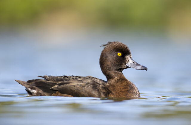 Tufted Duck