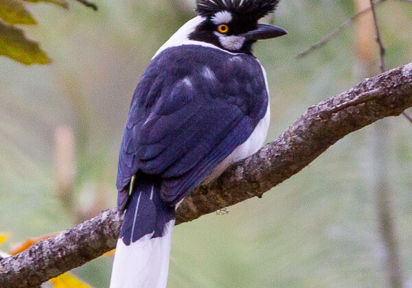 Tufted Jay