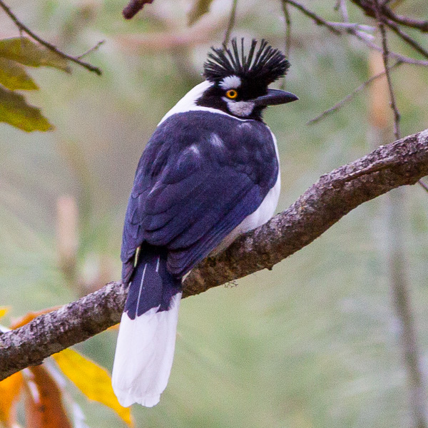 Tufted Jay