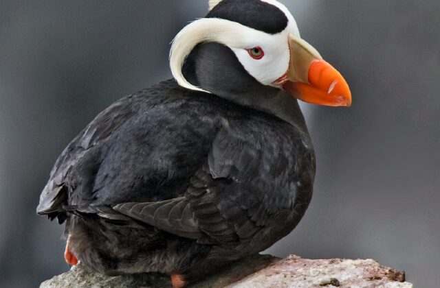 Tufted Puffin