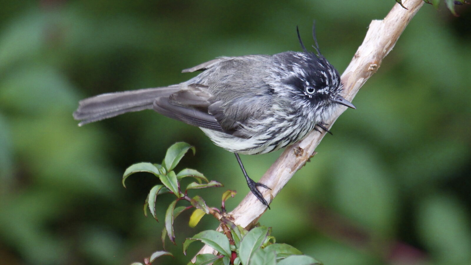 Tufted Tit-Tyrant