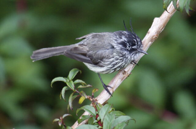 Tufted Tit-Tyrant