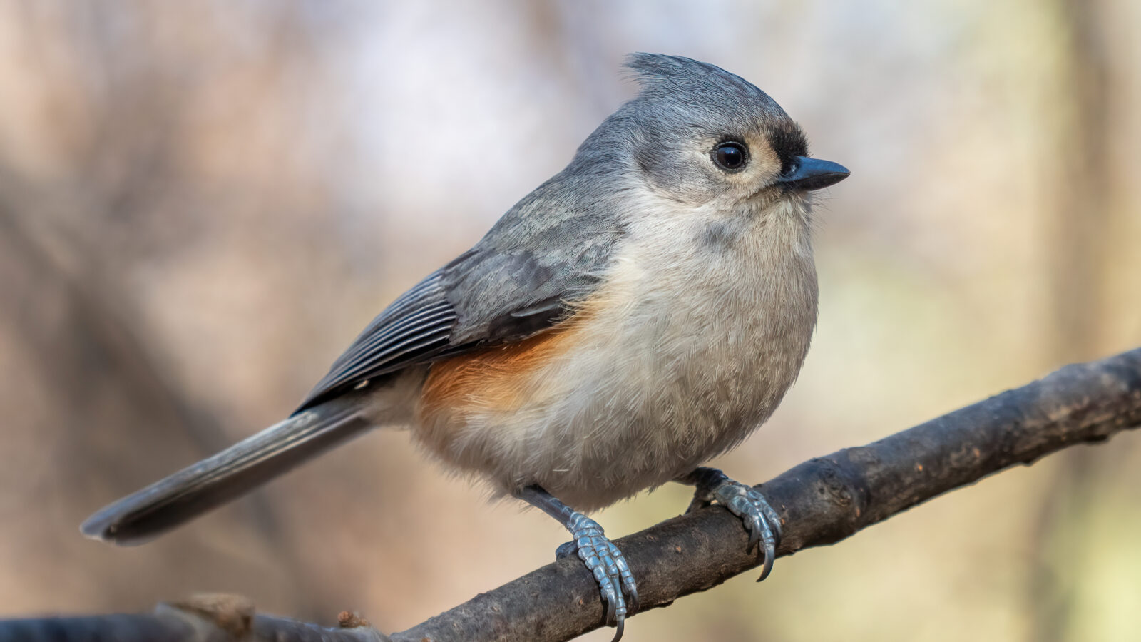 Tufted Titmouse