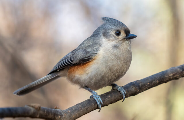 Tufted Titmouse