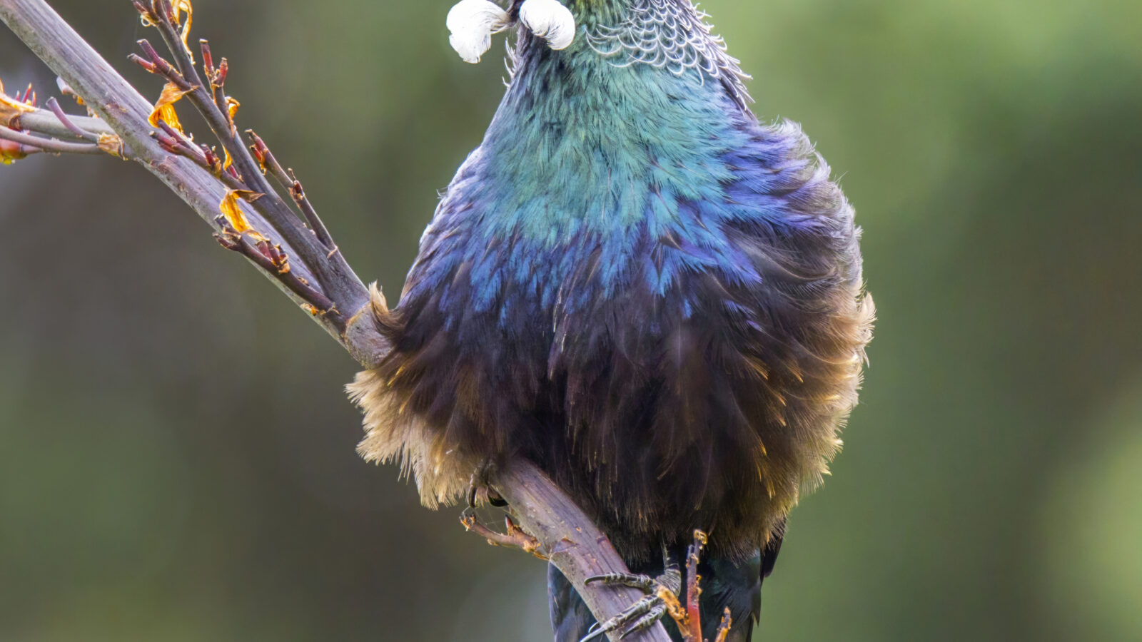 Tui