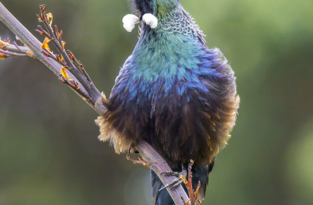 Tui