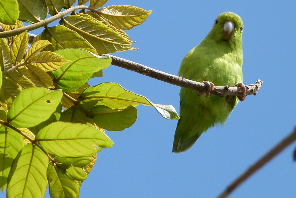 Pacific Parrotlet