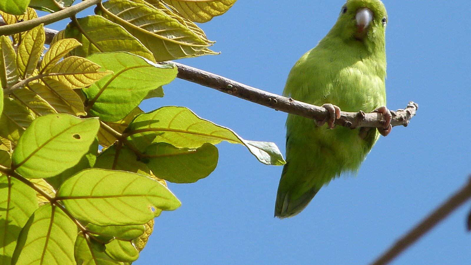 Pacific Parrotlet