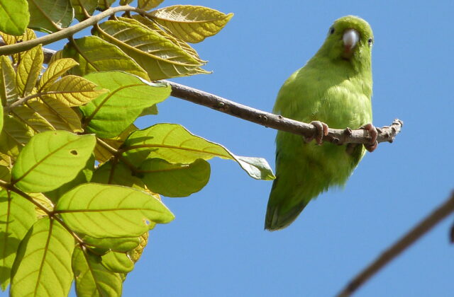 Pacific Parrotlet