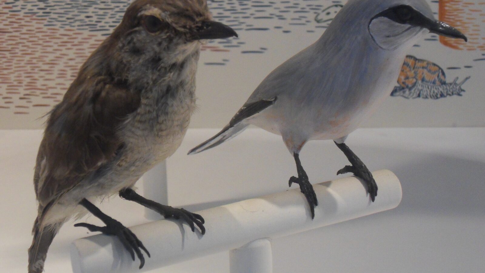 Reunion Cuckooshrike