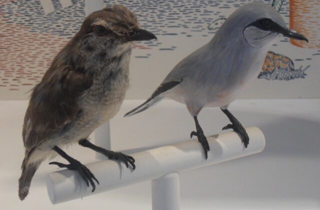 Reunion Cuckooshrike