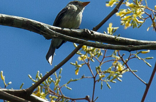 Tumbes Pewee