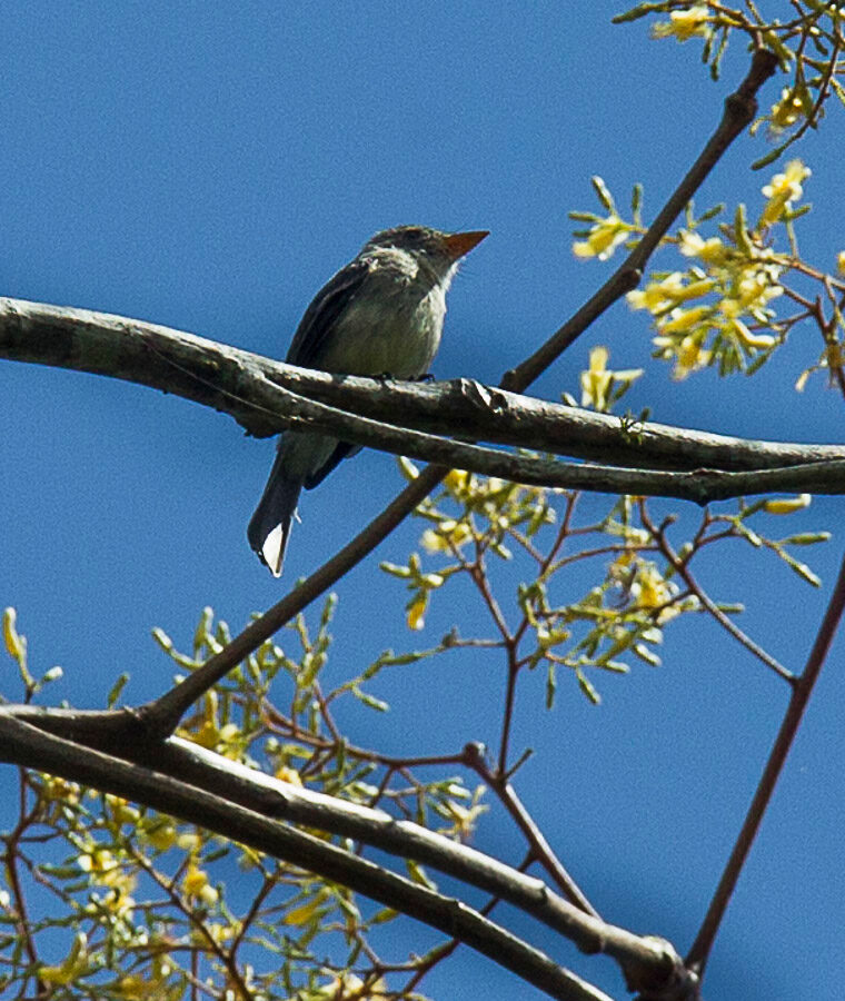 Tumbes Pewee