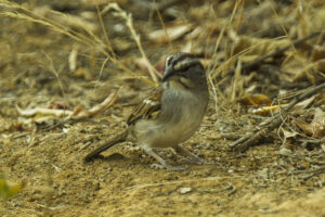 Tumbes Sparrow