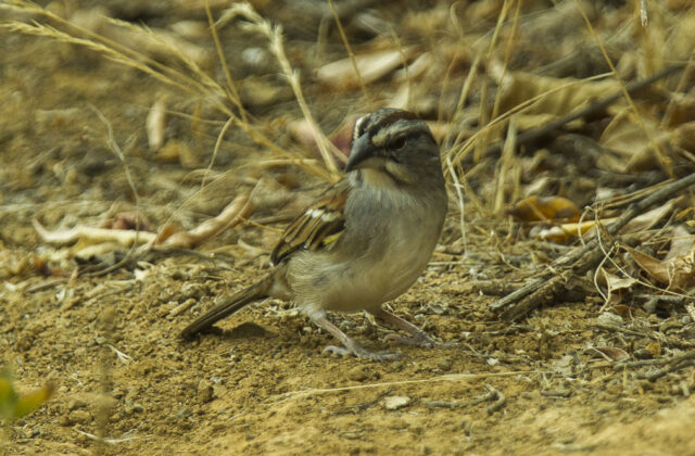 Tumbes Sparrow