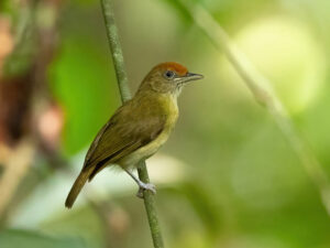 Rufous-fronted Greenlet
