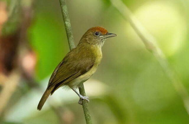 Rufous-fronted Greenlet
