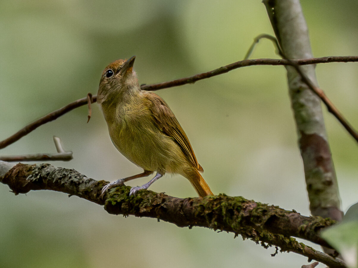 Guianan Greenlet