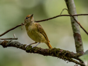 Guianan Greenlet