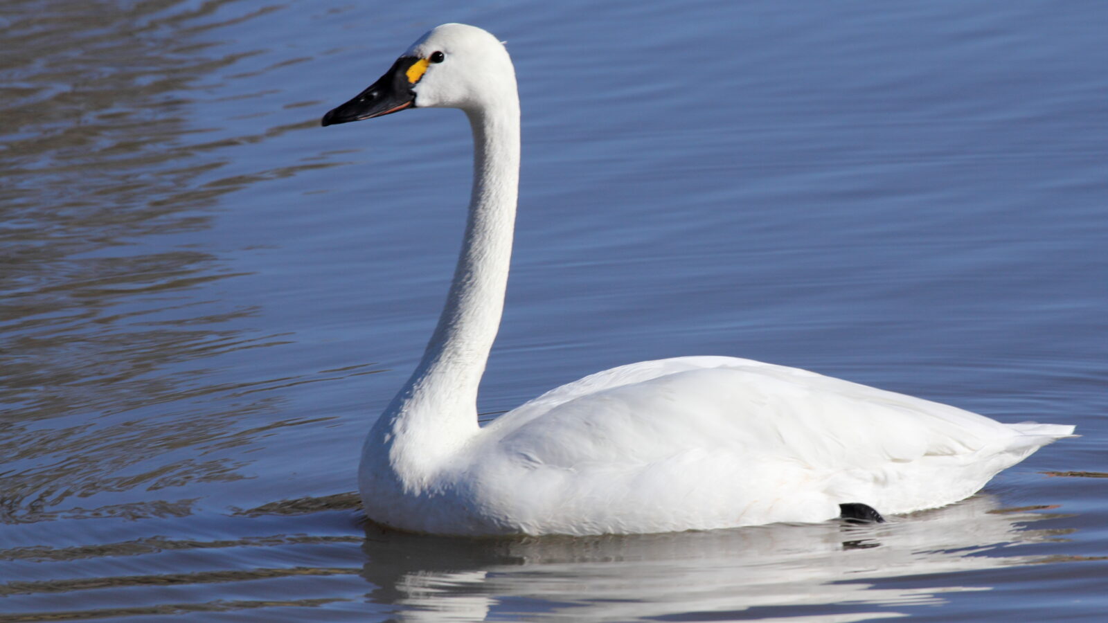 Tundra Swan