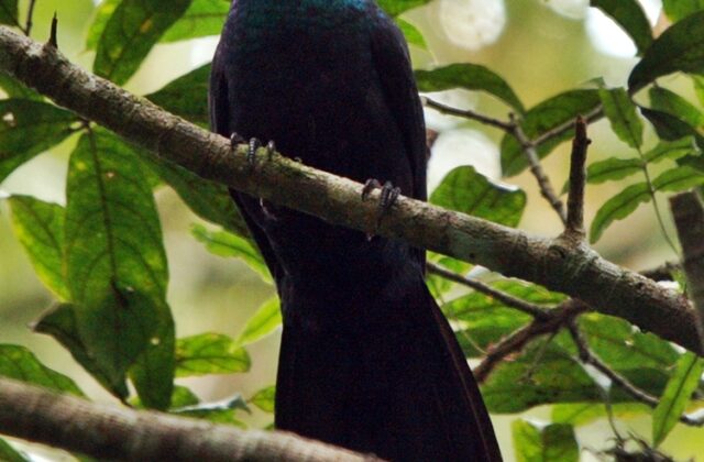 White-faced Cuckoo-Dove