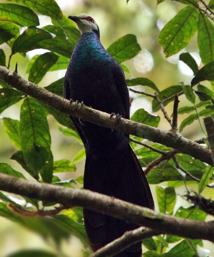 White-faced Cuckoo-Dove