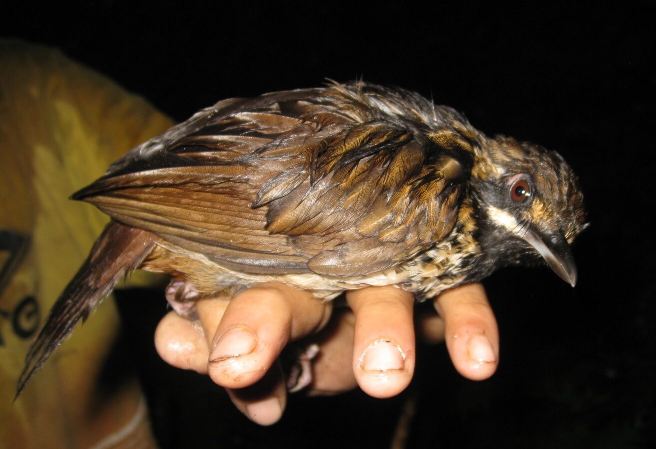 Black-throated Wren-Babbler