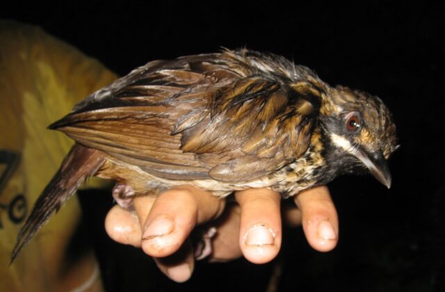 Black-throated Wren-Babbler
