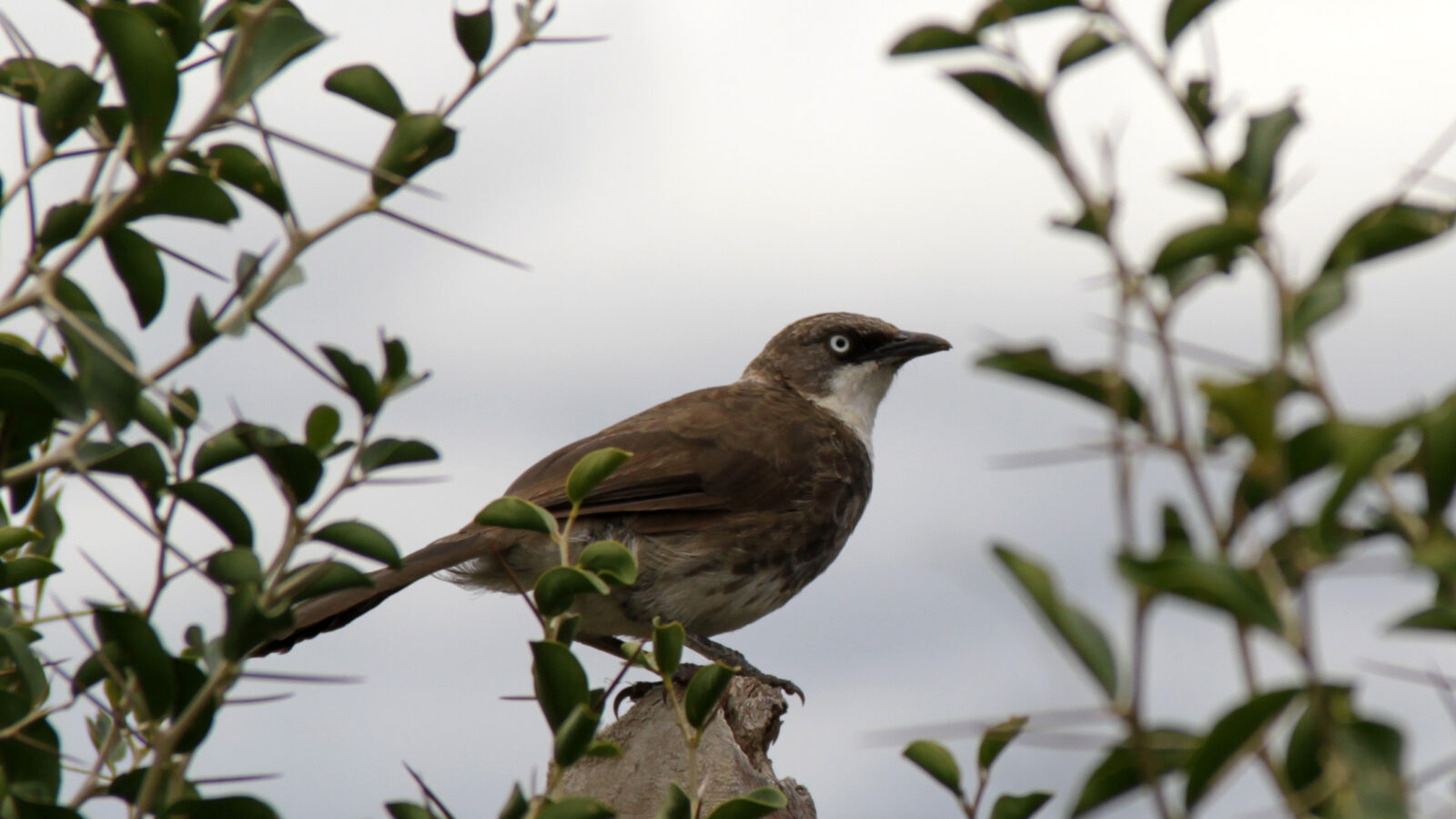 Northern Pied Babbler