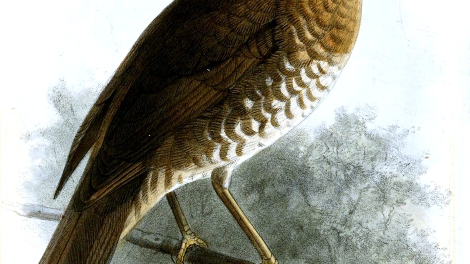Comoro Thrush