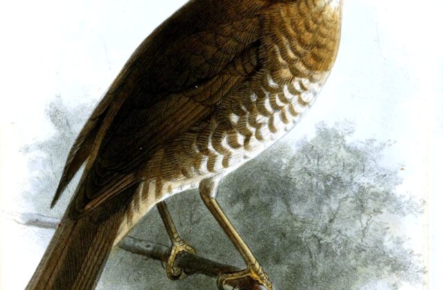Comoro Thrush