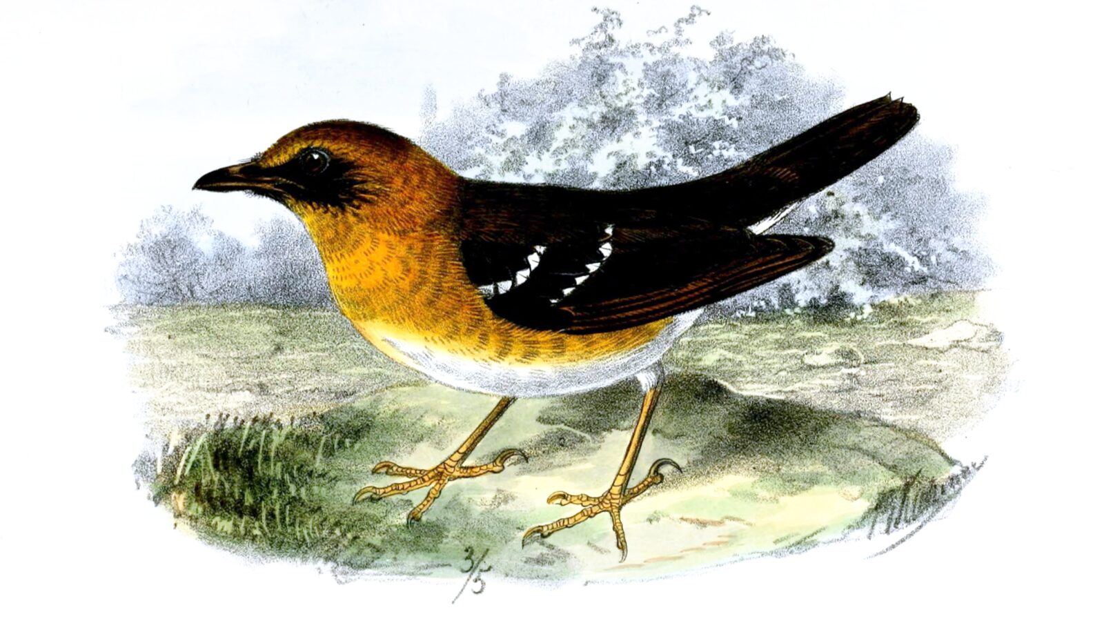 Crossley’s Ground Thrush