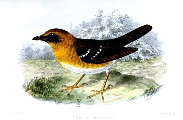 Crossley’s Ground Thrush
