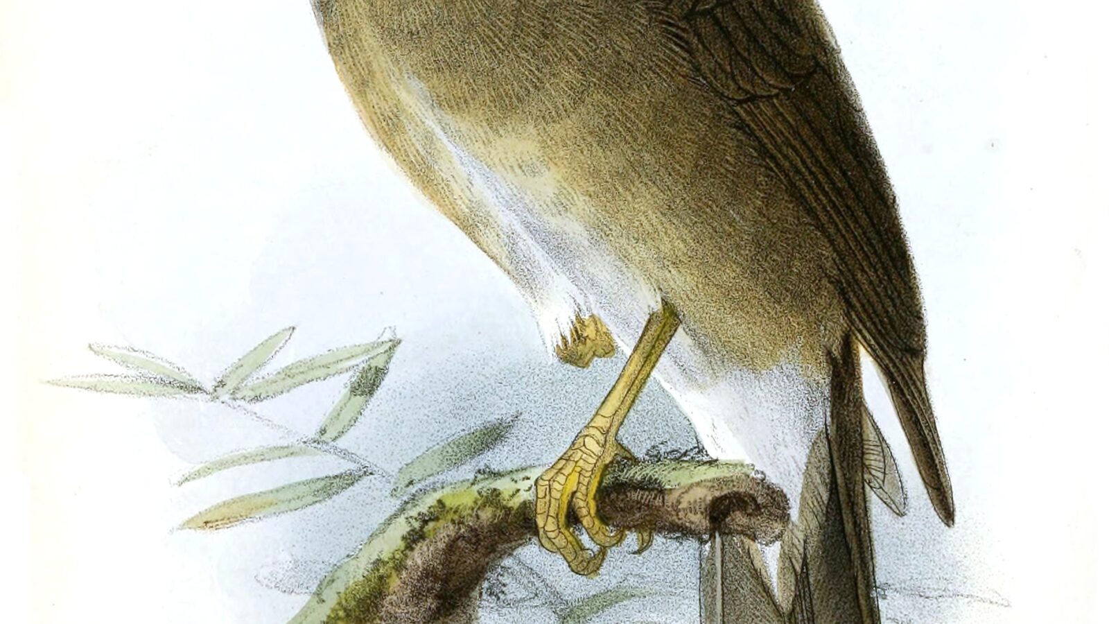 Lawrence’s Thrush