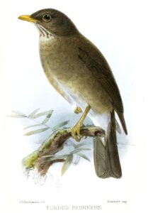 Lawrence’s Thrush