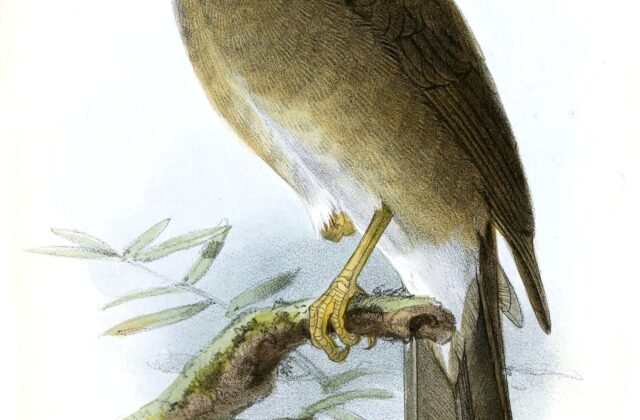 Lawrence’s Thrush