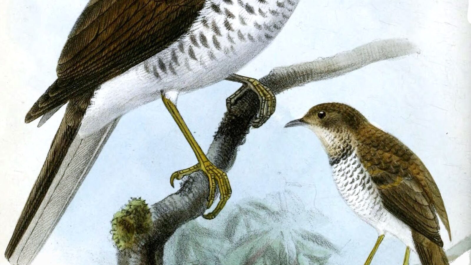 Maranon Thrush