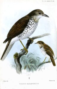 Maranon Thrush