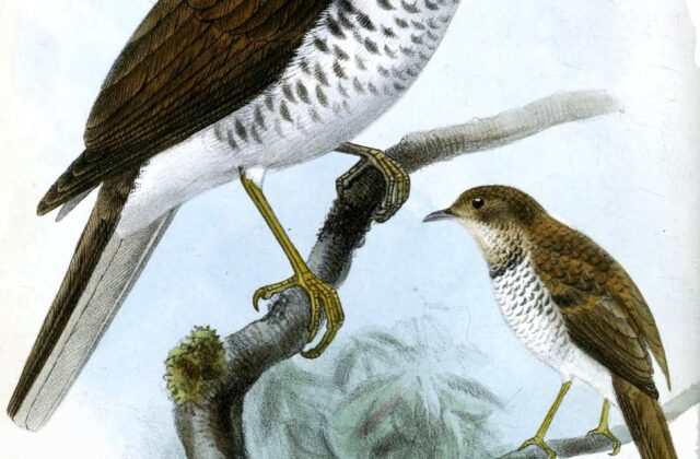 Maranon Thrush