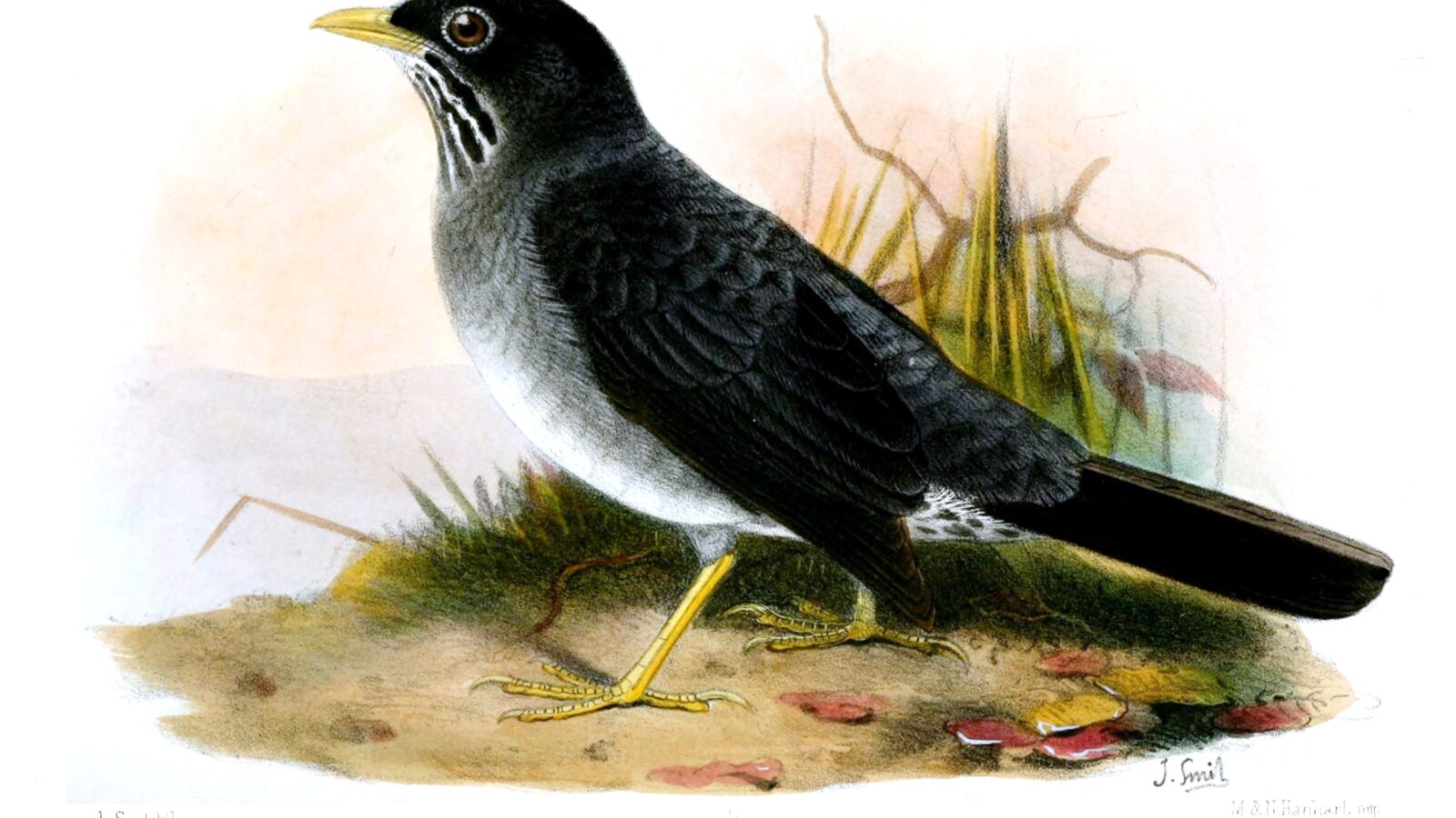 Andean Slaty Thrush