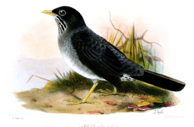 Andean Slaty Thrush