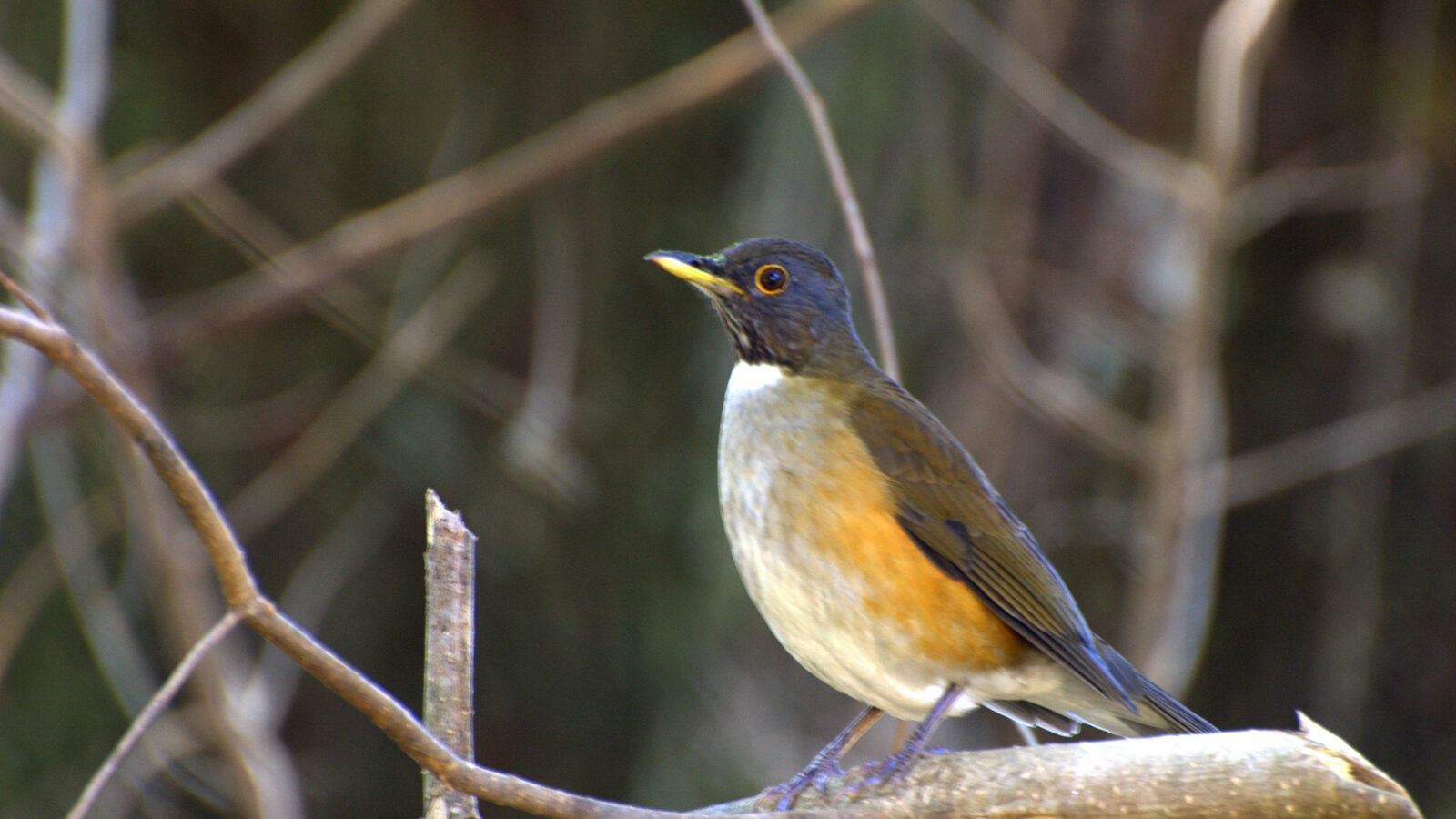 Rusty-flanked Thrush