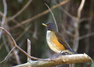 Rusty-flanked Thrush